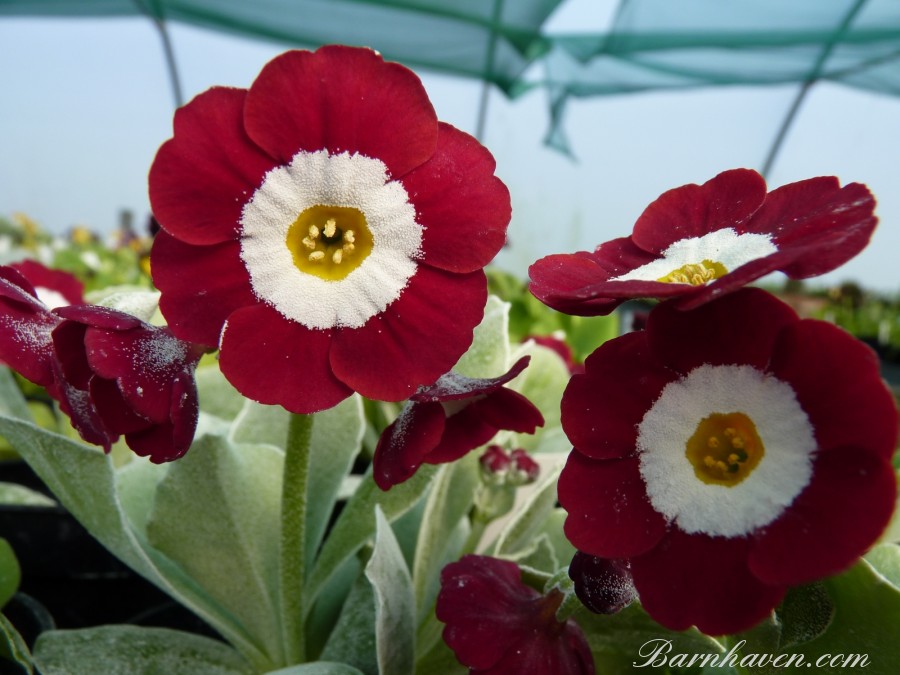 Show auricula THE BISHOP